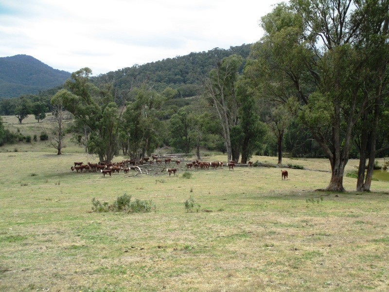 Part – 191 Jamieson – Licola Road, Jamieson VIC 3723