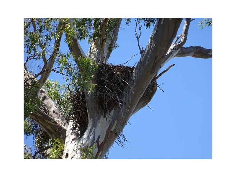 . Perricoota Forest Road, Moama NSW 2731