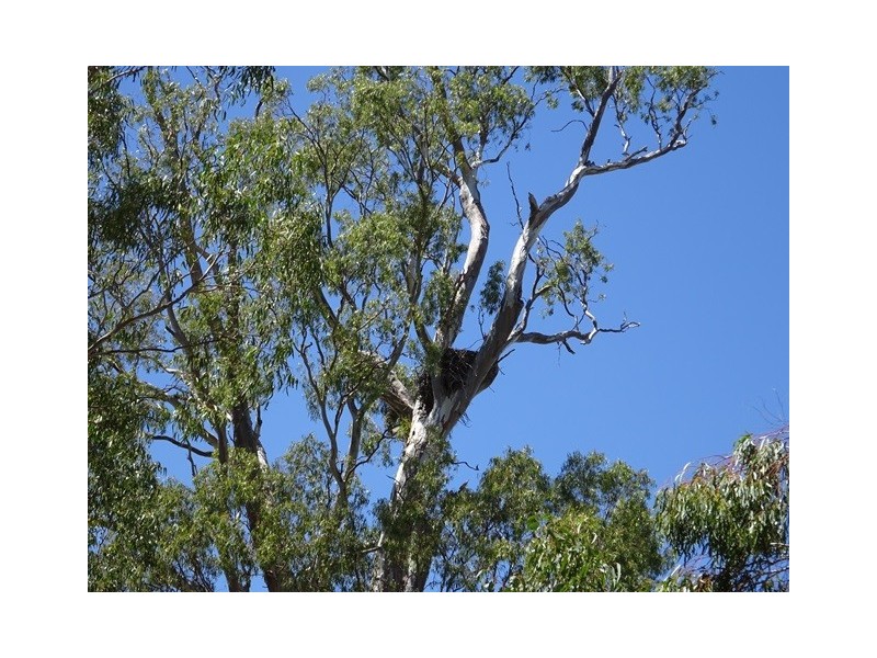 . Perricoota Forest Road, Moama NSW 2731