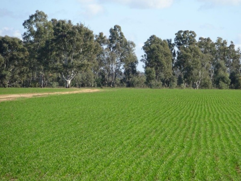 . Perricoota Forest Road, Moama NSW 2731
