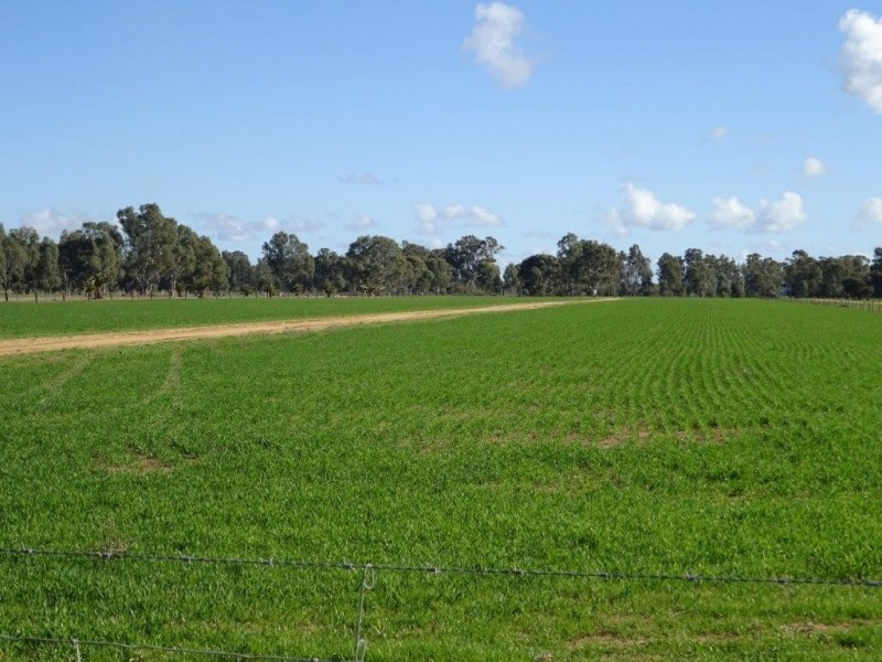 . Perricoota Forest Road, Moama NSW 2731