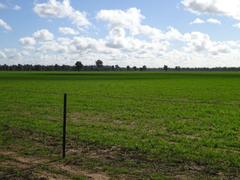 . Perricoota Forest Road, Moama NSW 2731