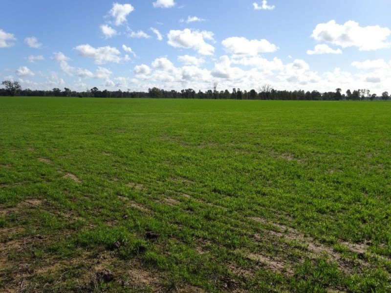 . Perricoota Forest Road, Moama NSW 2731