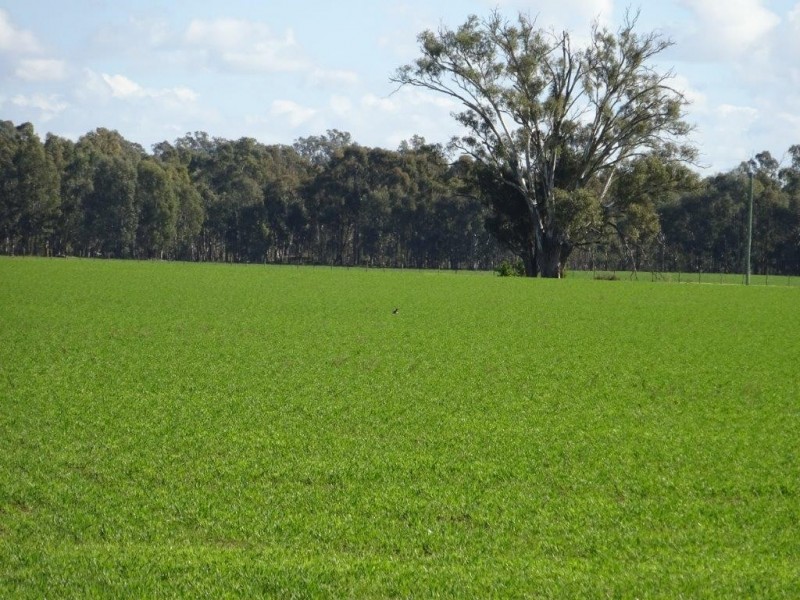 . Perricoota Forest Road, Moama NSW 2731