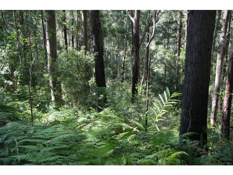 11 Barmark Court, Tallebudgera Valley QLD 4228