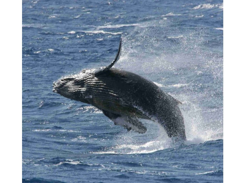 14 / 37 Albatross Ave, Mermaid Beach QLD 4218