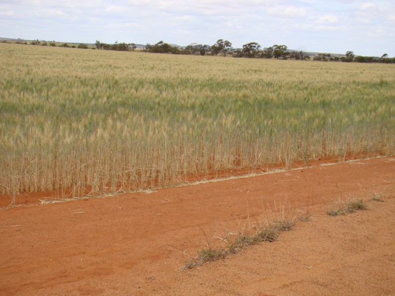 460 Stephens Road, Gutha WA 6623