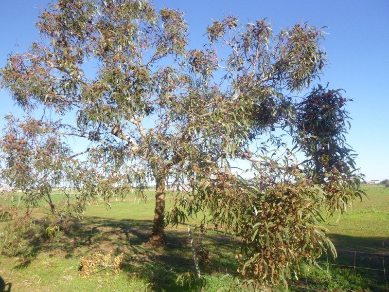 218 Eastlyn Drive, Deepdale WA 6532