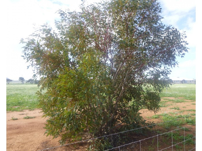 204 Eastlyn Drive, Deepdale WA 6532