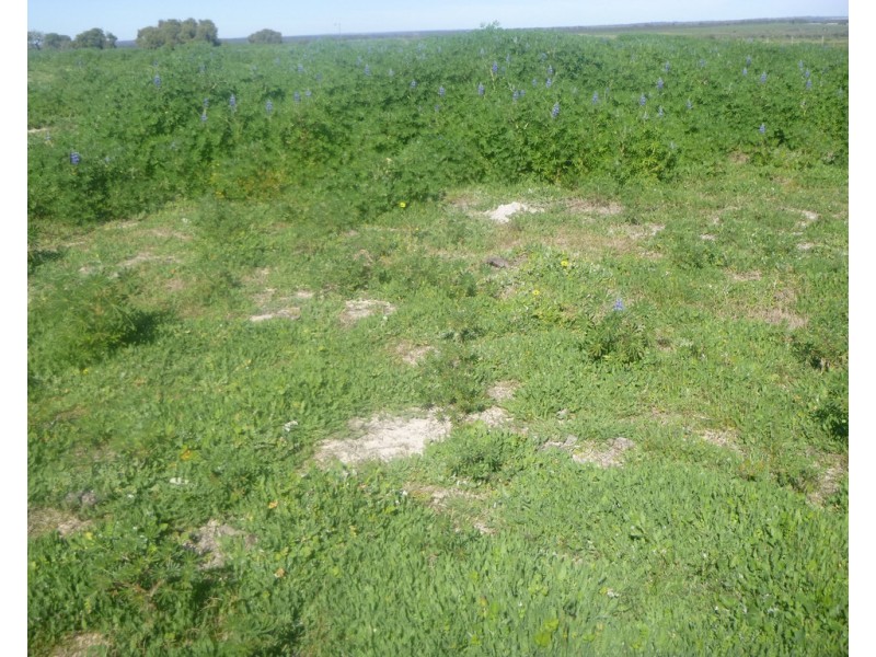 2309 GILLINGARRA ROAD, Regans Ford WA 6507