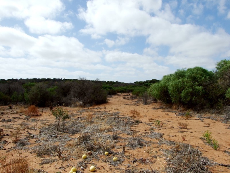 383 McCartney Road, Greenough WA 6532