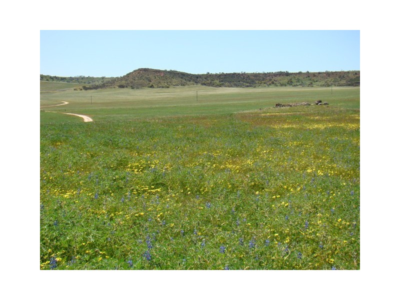 1494 Chapman Valley Road, Narra Tarra WA 6532