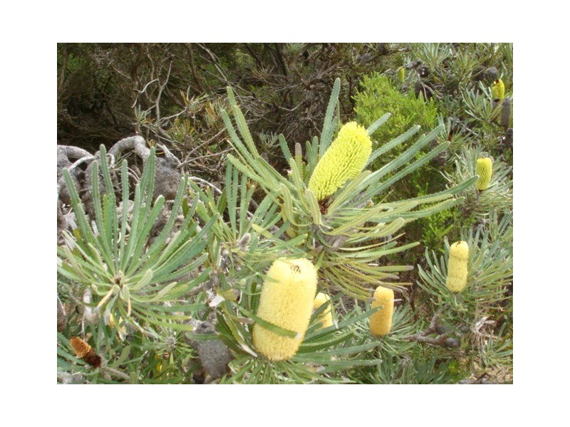 30 Roe Close, Mount Hill WA 6528