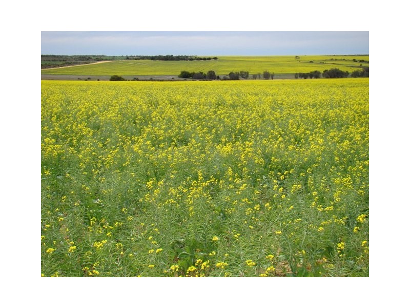 Lot 103 Ajana-Kalbarri Road, Ajana WA 6532