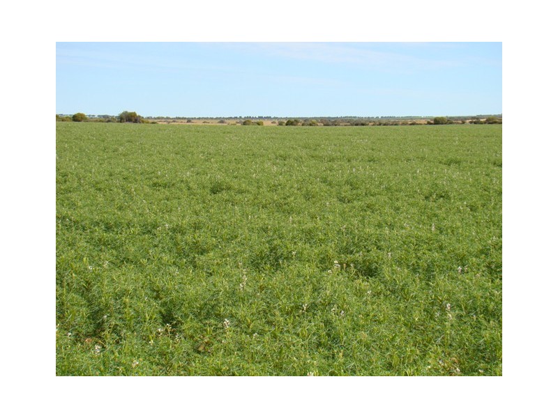 Lot 103 Ajana-Kalbarri Road, Ajana WA 6532