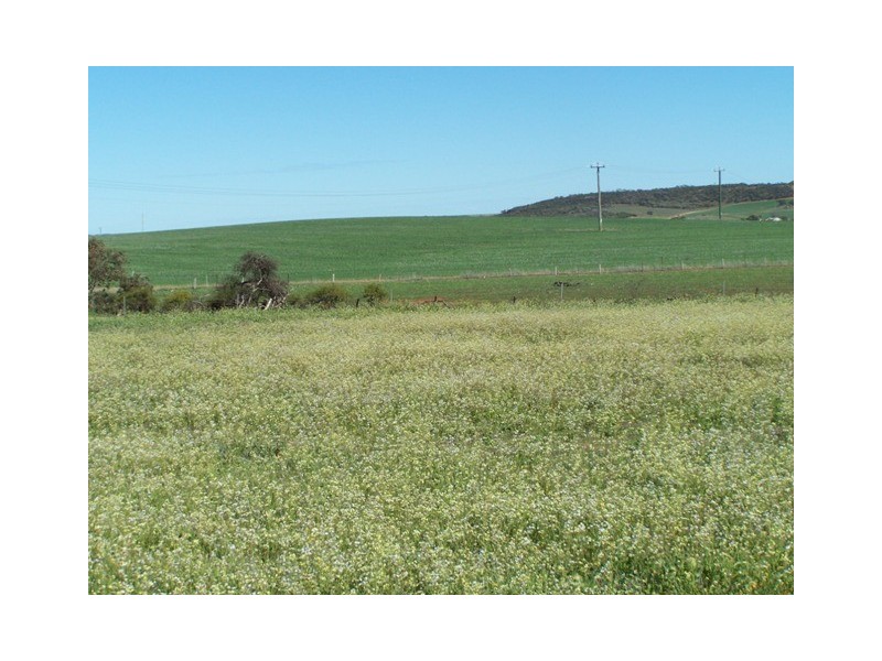 21 Green Drive, Nabawa WA 6532