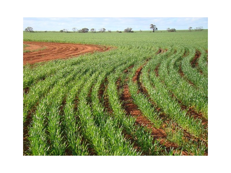 Lot 11 Carnavon-Mullewa Road, Mullewa WA 6630