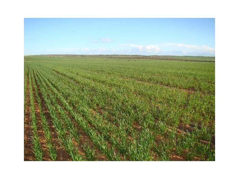 Lot 11 Carnavon-Mullewa Road, Mullewa WA 6630