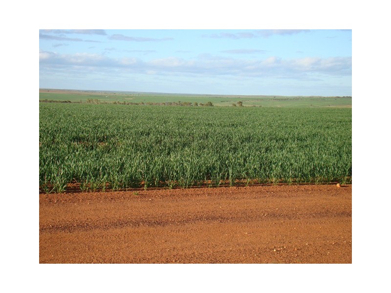 Lot 11 Carnavon-Mullewa Road, Mullewa WA 6630