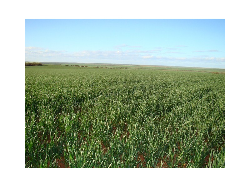 Lot 11 Carnavon-Mullewa Road, Mullewa WA 6630