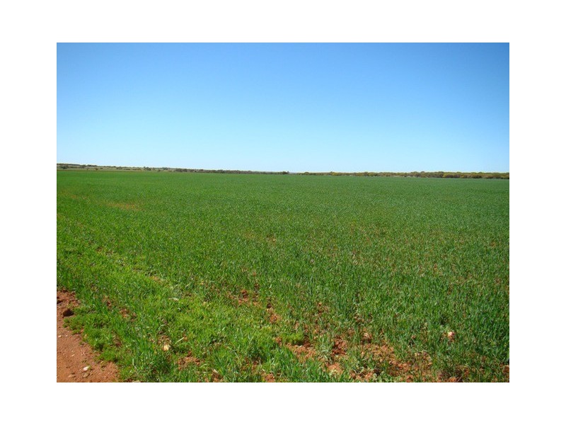 131 Williams Road, Mullewa WA 6630