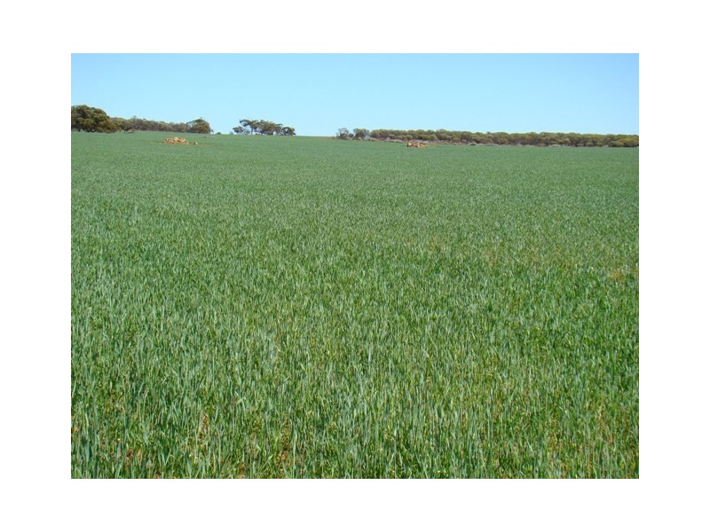 131 Williams Road, Mullewa WA 6630