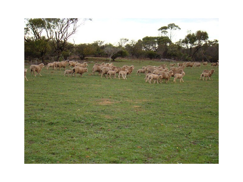 Lot 2 Murphy-Yetna Road, Nanson WA 6532