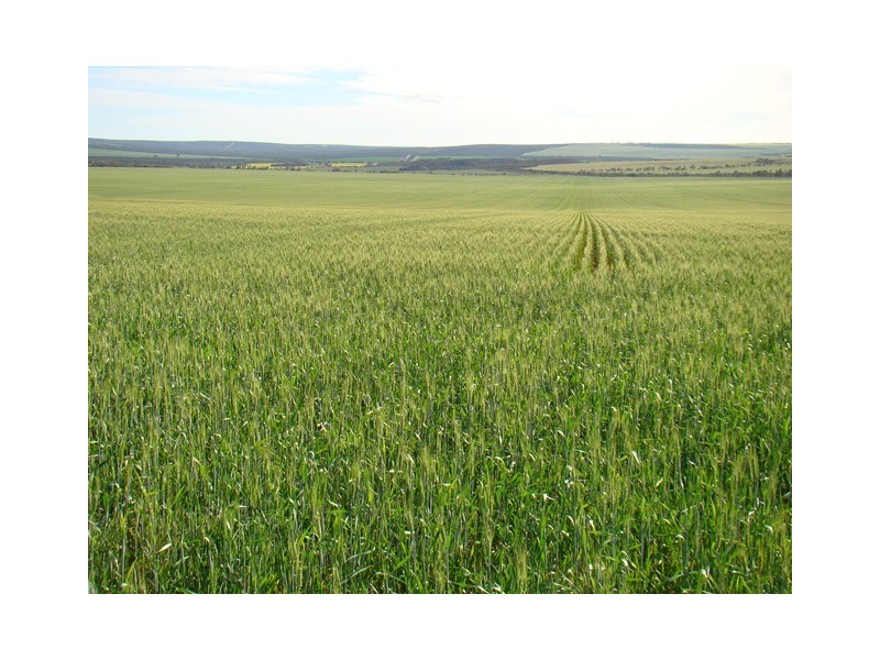 4890 Geraldton-Mt Magnet Rd, Ambania WA 6632