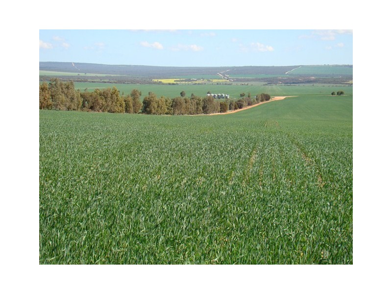 4890 Geraldton-Mt Magnet Rd, Ambania WA 6632