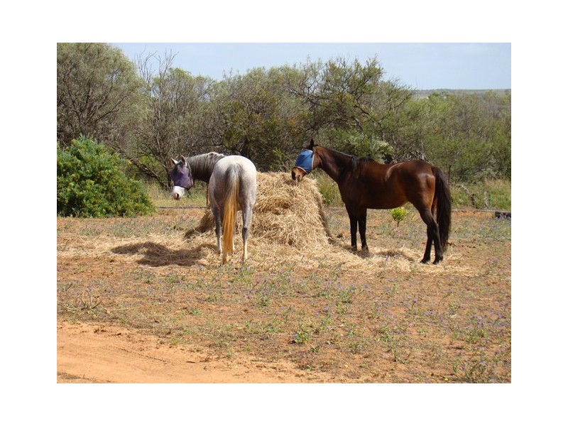 Lot 2 Ernest Street, Mingenew WA 6522