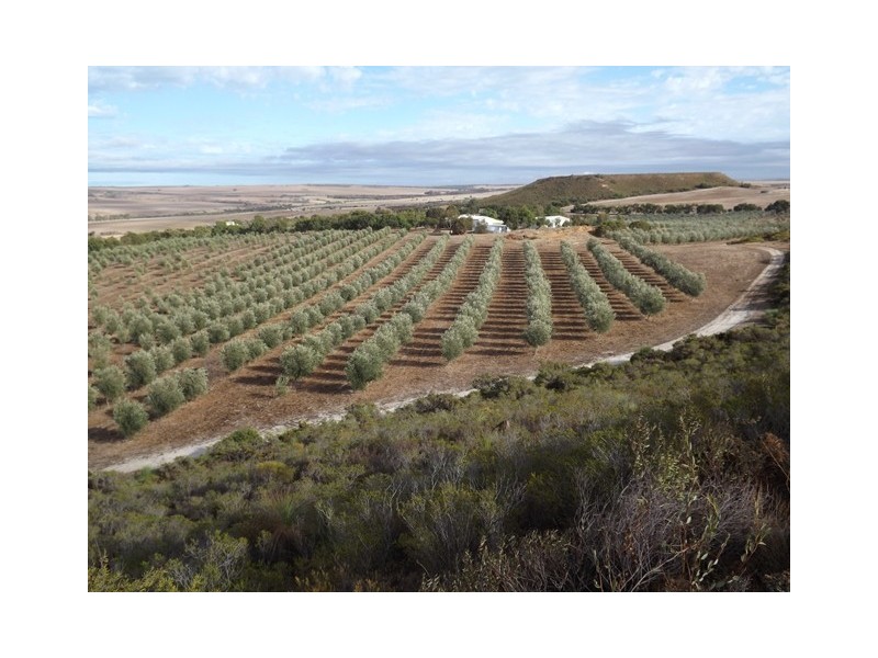 218 Bunter Way, Howatharra WA 6532