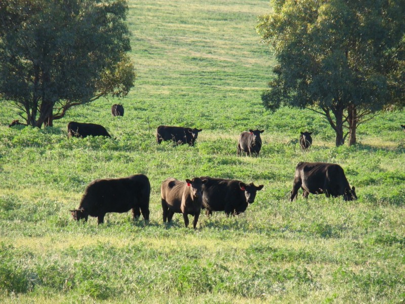 725 Allanooka Springs Road, Mount Hill WA 6528