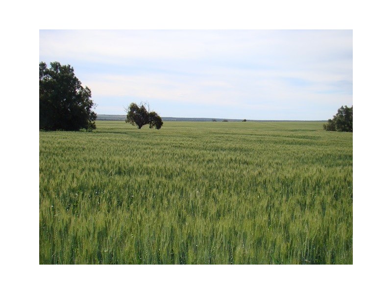 382 Carnarvon-Mullewa Road, Mullewa WA 6630