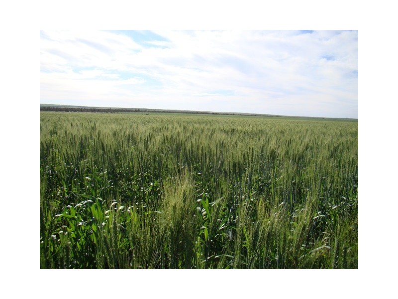 382 Carnarvon-Mullewa Road, Mullewa WA 6630