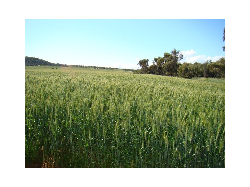 2685 Chapman Valley Road, Nanson WA 6532