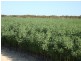 1485 Casuarinas Road, West Casuarinas WA 6630
