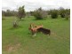 1007 Gatton-Esk Road, Spring Creek QLD 4343