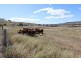 19 Jims Road, Blenheim QLD 4341