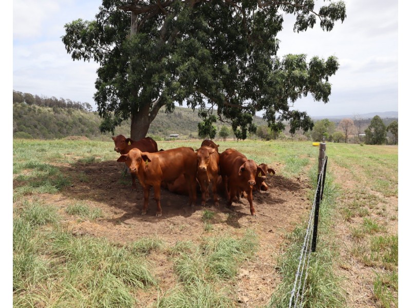 Laidley Creek West QLD 4341