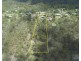 27 Range Crescent, Laidley QLD 4341