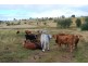 Blenheim QLD 4341