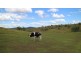 Blenheim QLD 4341