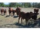 Forest Hill QLD 4342