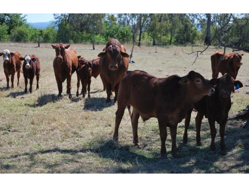 Forest Hill QLD 4342