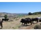 Blenheim QLD 4341
