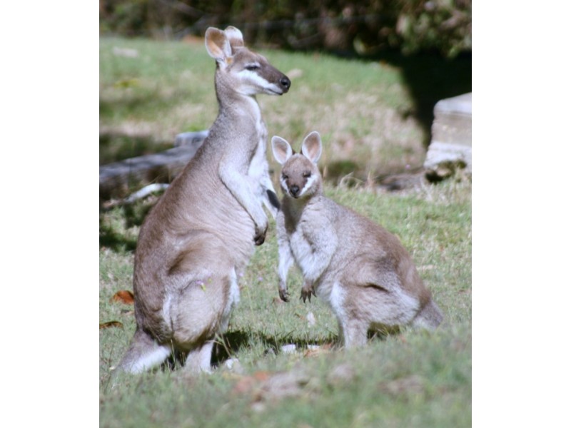Summerholm QLD 4341