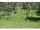 Summerholm QLD 4341