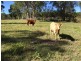 Laidley QLD 4341