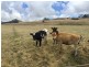 Lot 1, River Road, Wynyard TAS 7325