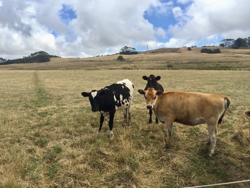 Lot 1, River Road, Wynyard TAS 7325